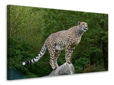 canvas-print-cheetah-on-the-go