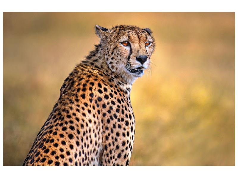 canvas-print-cheetah-portrait-x