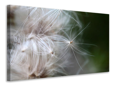 canvas-print-close-up-flowers-fibers