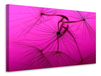 canvas-print-dandelion-in-pink