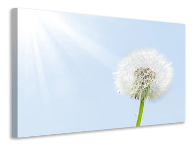 canvas-print-dandelion-in-sunbeam