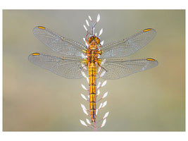 canvas-print-dragonfly