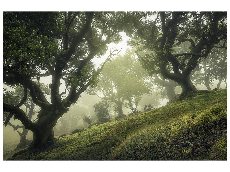 canvas-print-enchanted-forest-xeb