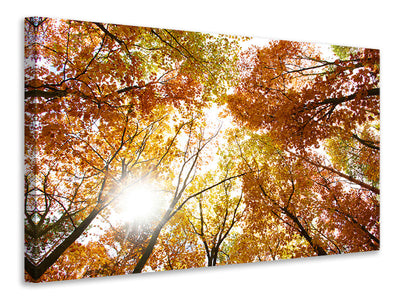 canvas-print-enlightened-autumn-trees