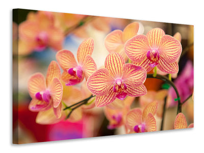 canvas-print-exotic-orchids