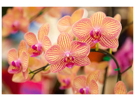 canvas-print-exotic-orchids