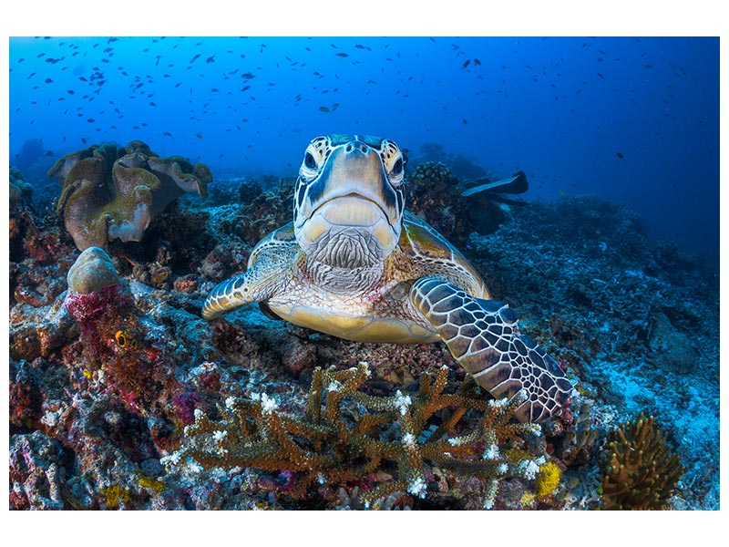 canvas-print-face-to-face-with-a-green-turtle-x