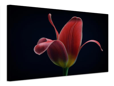 canvas-print-first-tulip-x