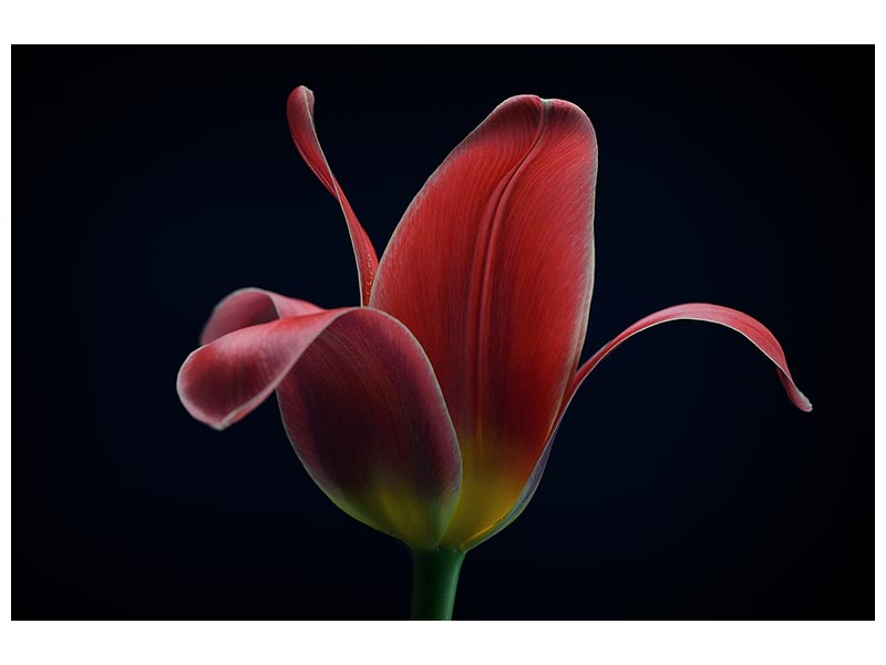 canvas-print-first-tulip-x