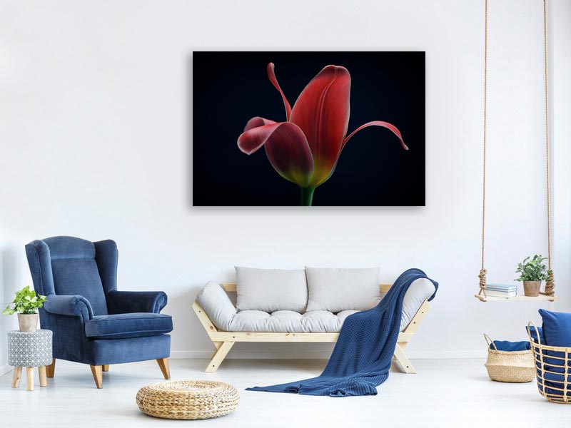 canvas-print-first-tulip-x