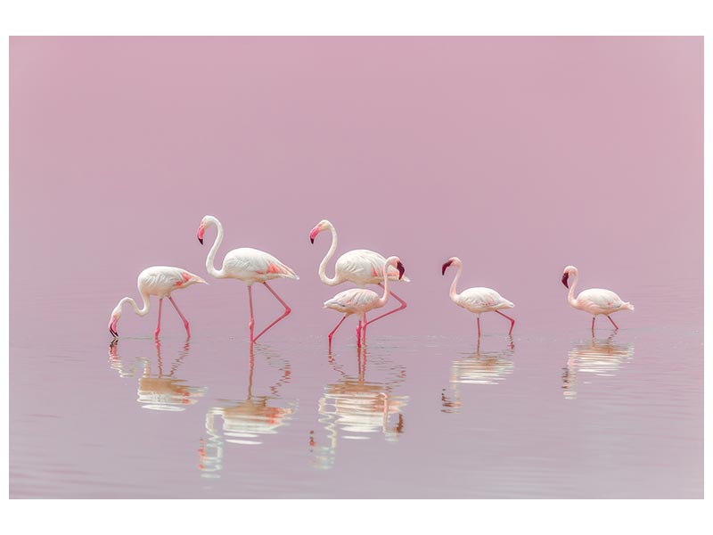 canvas-print-flamingos-xyo