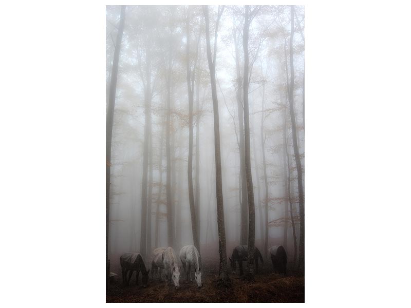 canvas-print-fog-x