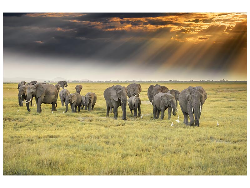 canvas-print-for-the-love-of-elephants-x