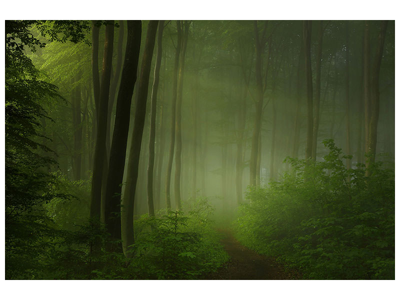 canvas-print-forest-morning