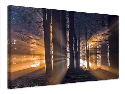 canvas-print-forest-x