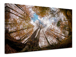 canvas-print-forest-xax