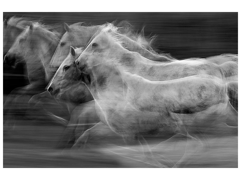 canvas-print-gallop-in-the-repetition-x