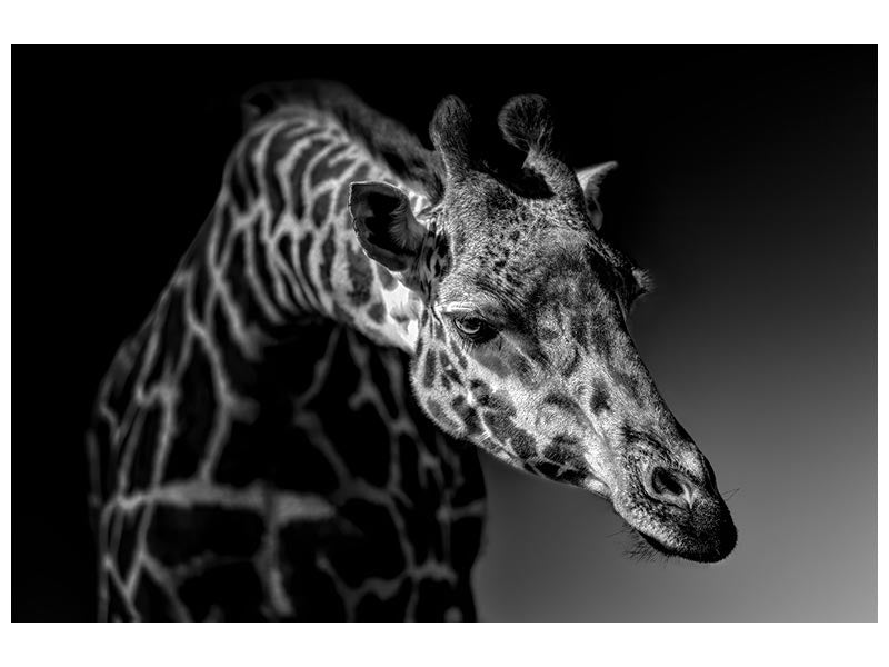 canvas-print-giraffe-x