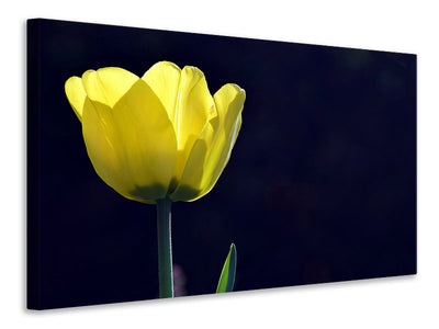 canvas-print-glowing-tulip