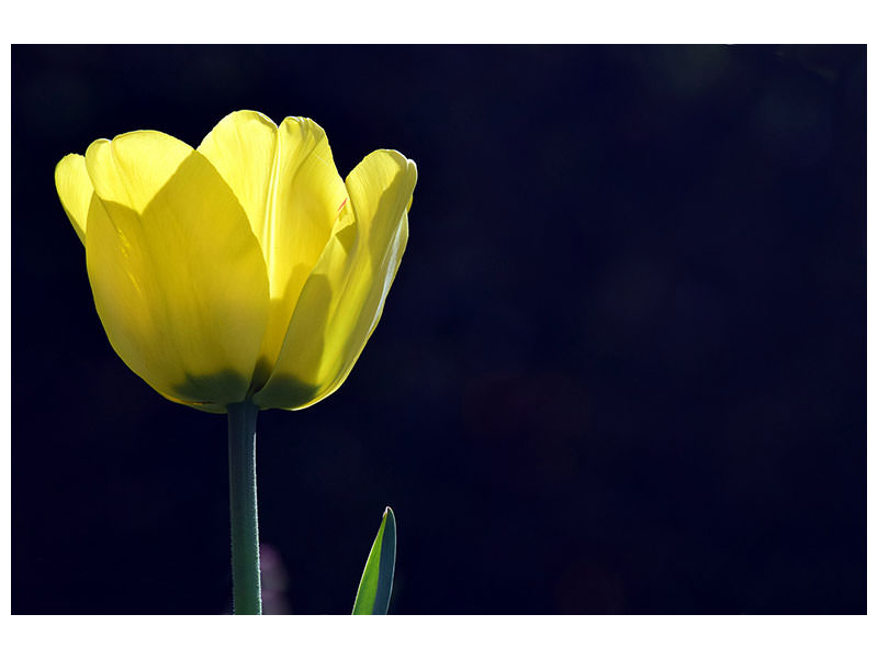 canvas-print-glowing-tulip