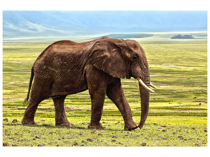 canvas-print-gorgeous-elephant