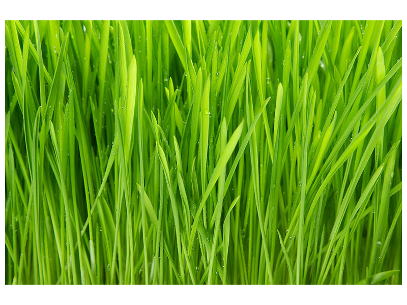 canvas-print-grass-in-morning-dew
