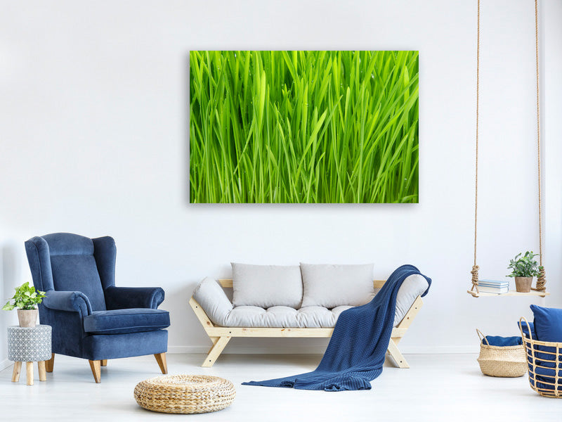 canvas-print-grass-in-morning-dew