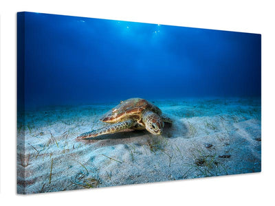 canvas-print-green-turtle-in-the-blue-x