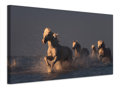 canvas-print-horses-in-sunset-light-x