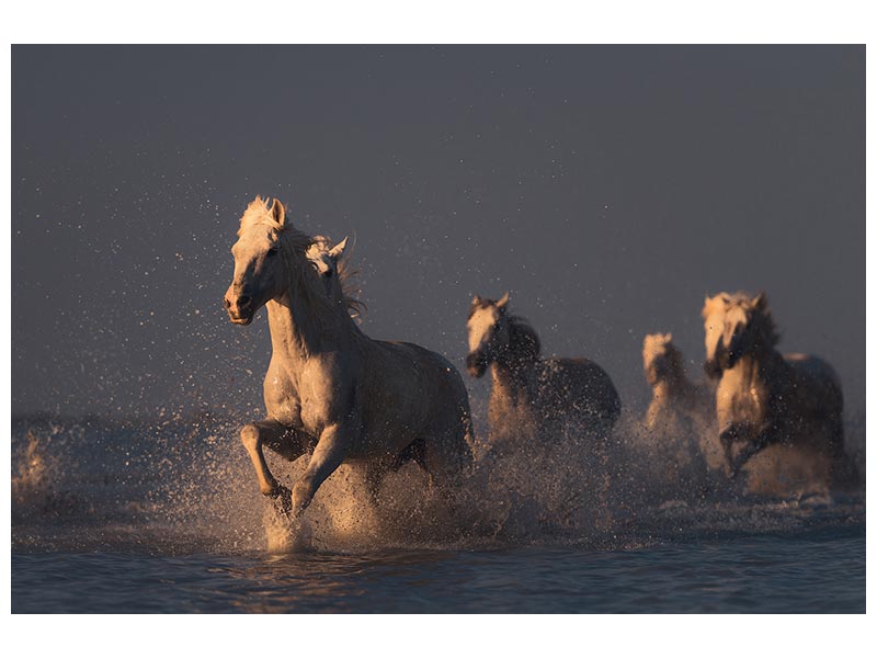 canvas-print-horses-in-sunset-light-x