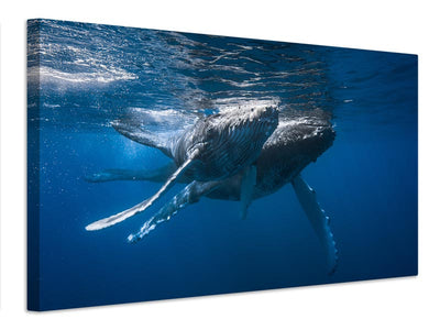 canvas-print-humpback-whale-x