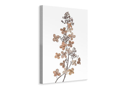 canvas-print-hydrangea-paniculata-x