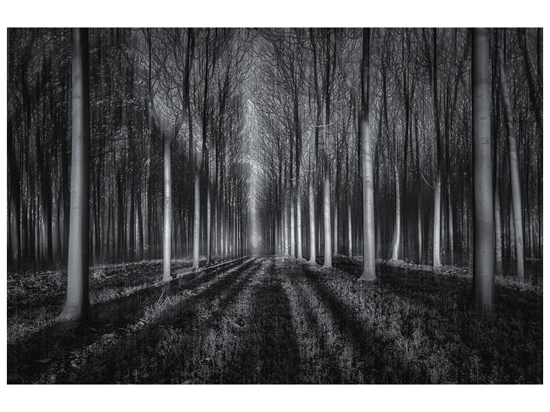 canvas-print-into-the-forest-x