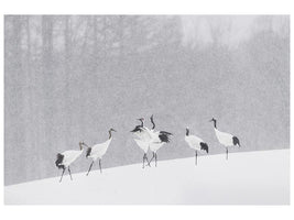 canvas-print-japanese-cranes-x
