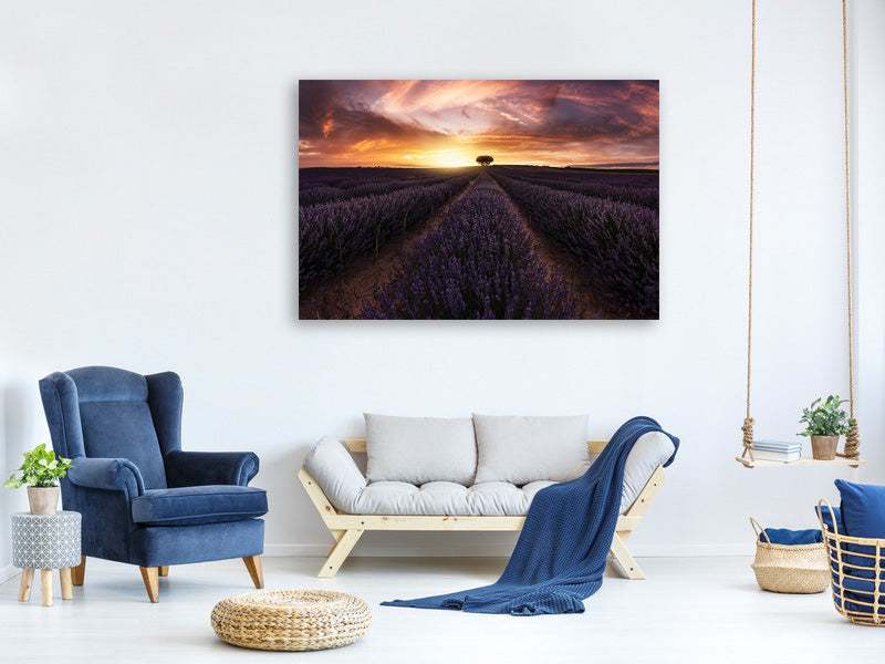 canvas-print-lavender-sunset