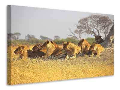 canvas-print-lion-family