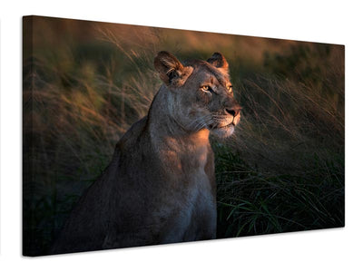 canvas-print-lioness-at-first-day-ligth-x