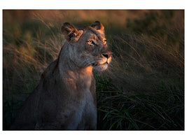 canvas-print-lioness-at-first-day-ligth-x