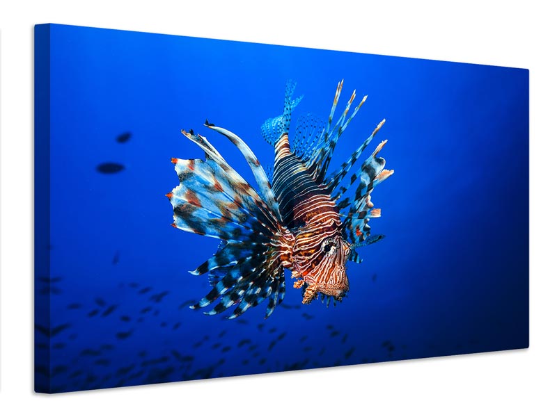 canvas-print-lionfish-x