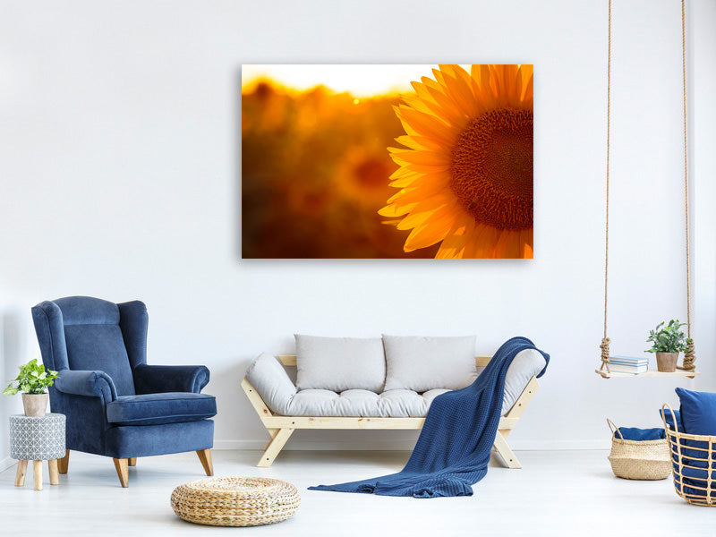 canvas-print-macro-sunflower
