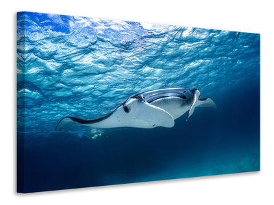 canvas-print-manta-ray