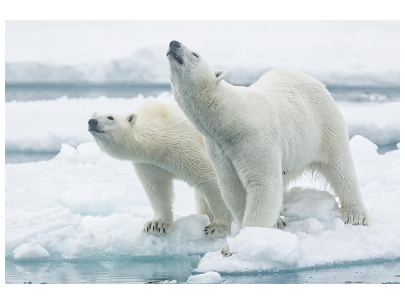 canvas-print-polar-bears-mother-and-son-x