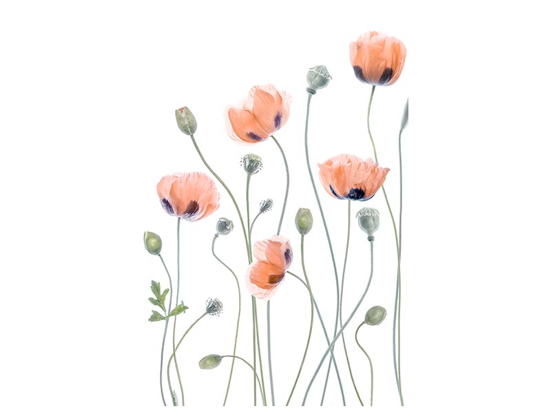 canvas-print-poppies-x