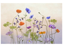 canvas-print-poppy-a-anemone-x