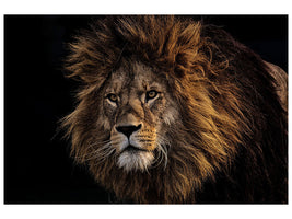 canvas-print-portrait-of-a-lion