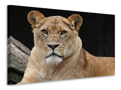 canvas-print-proud-lioness