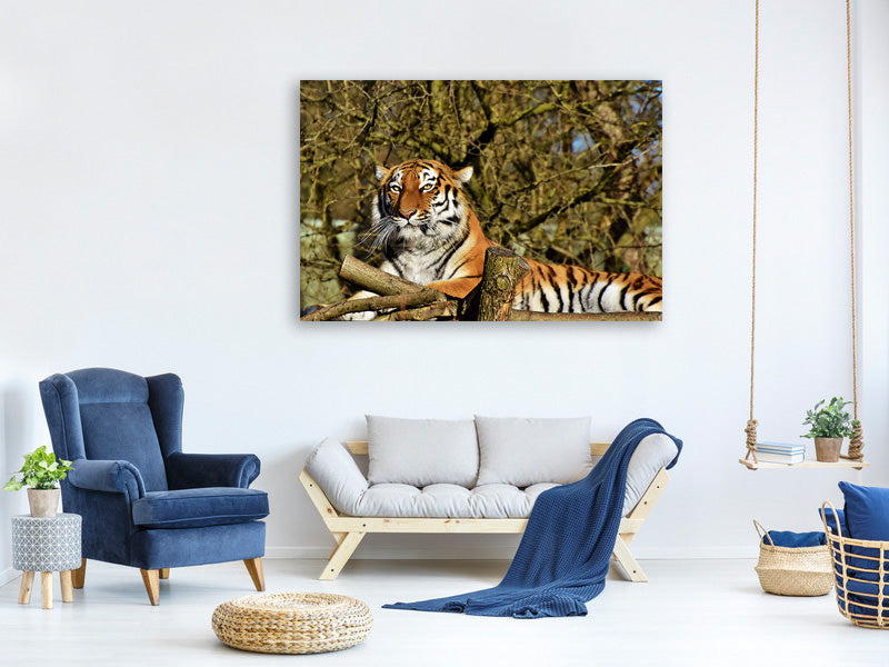 canvas-print-proud-tiger