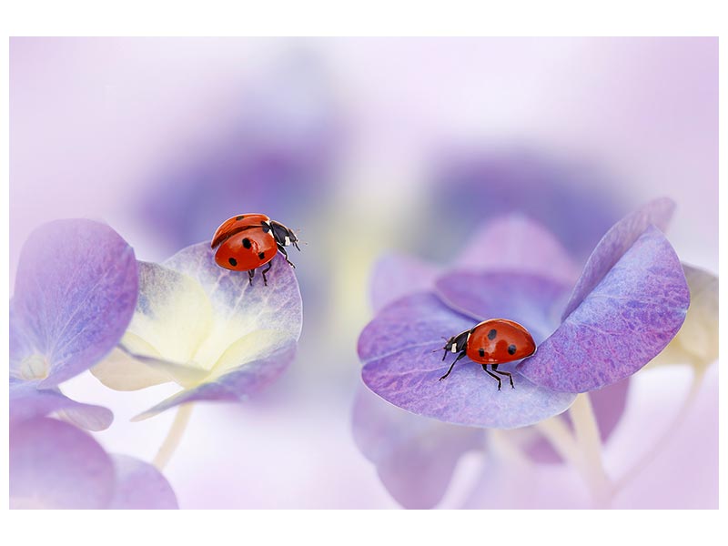 canvas-print-red-and-purple-x