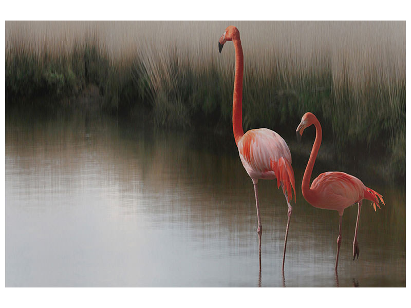 canvas-print-red-flamingo-ii