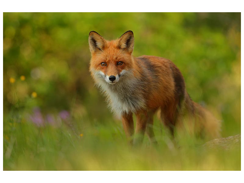canvas-print-red-fox-lady-x